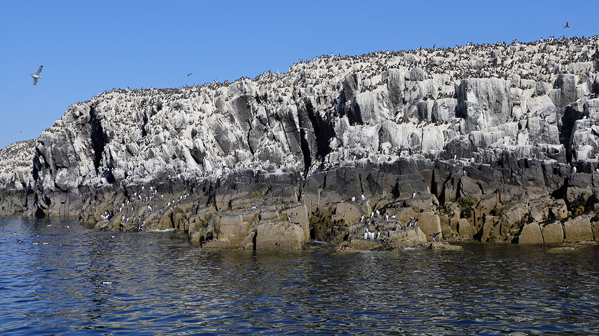 Farne Islands